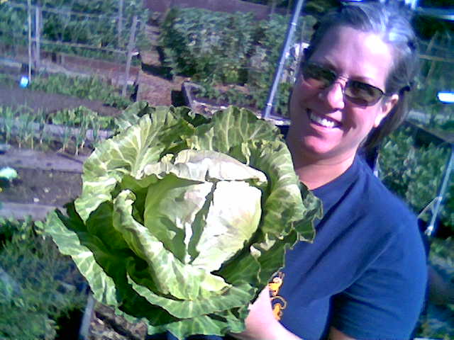 Kim holding a cabbage, freshly plucked from the ground