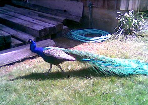 i'm so pretty peacock in the sun