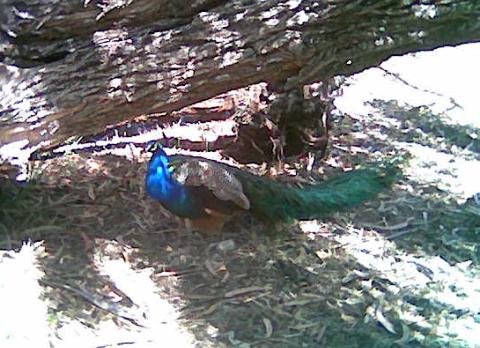 oh so pretty peacock in the shade
